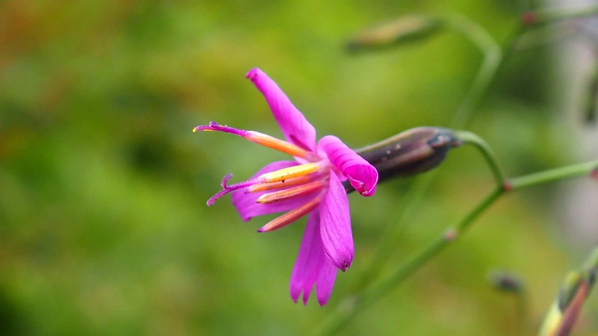 Purpurlattich 'Prenanthes purpurea'