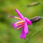 Purpurlattich 'Prenanthes purpurea'