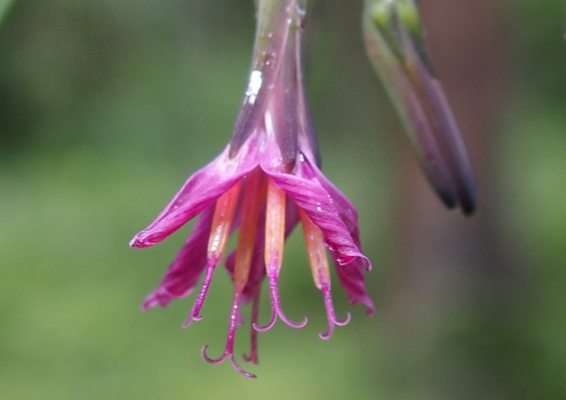 Purpurlattich 'Prenanthes purpurea'