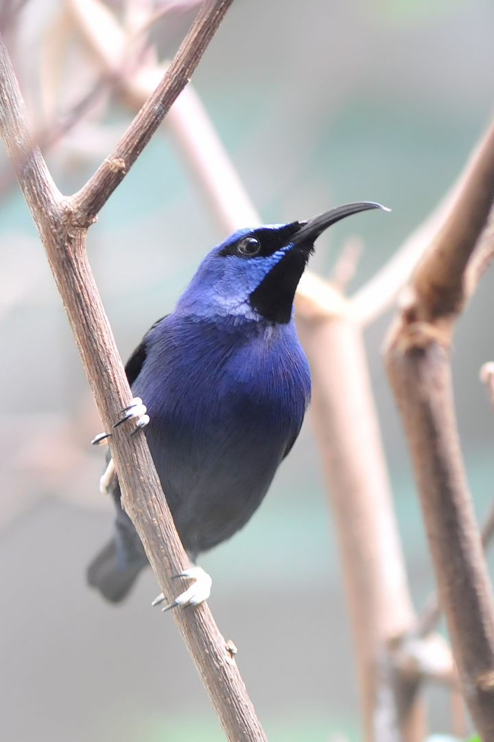 Purpurnaschvogel (Cyanerpes caeruleus)