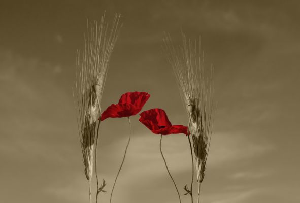 Purpurne Mohnblumen blühn