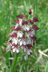 Purpurorchis