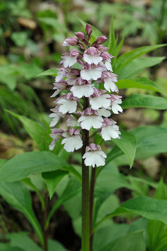 Purpurorchis (Orchis purpurea)