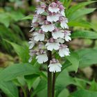 Purpurorchis (Orchis purpurea)