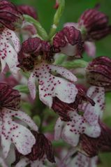 Purpurorchis2