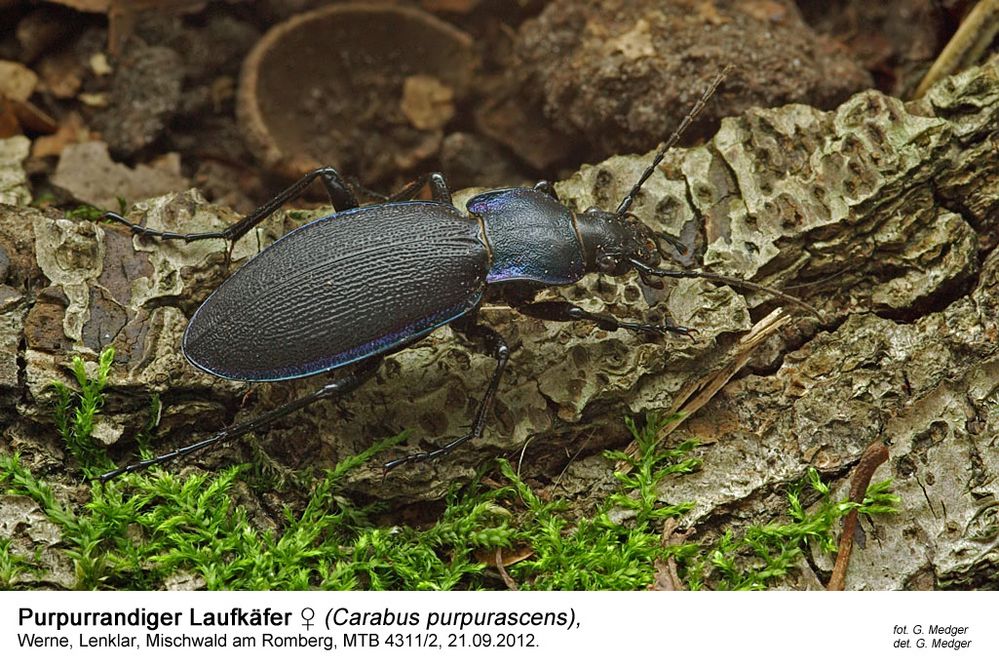 purpurrandiger Laufkäfer