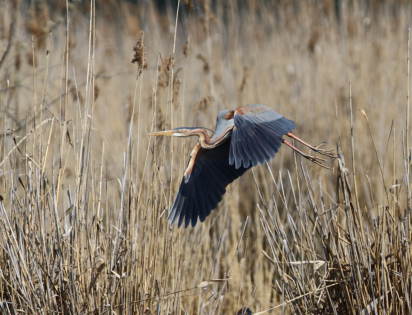 Purpurreiher 2014 Flug