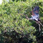 Purpurreiher am Maduganga River