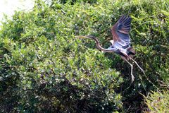 Purpurreiher am Maduganga River