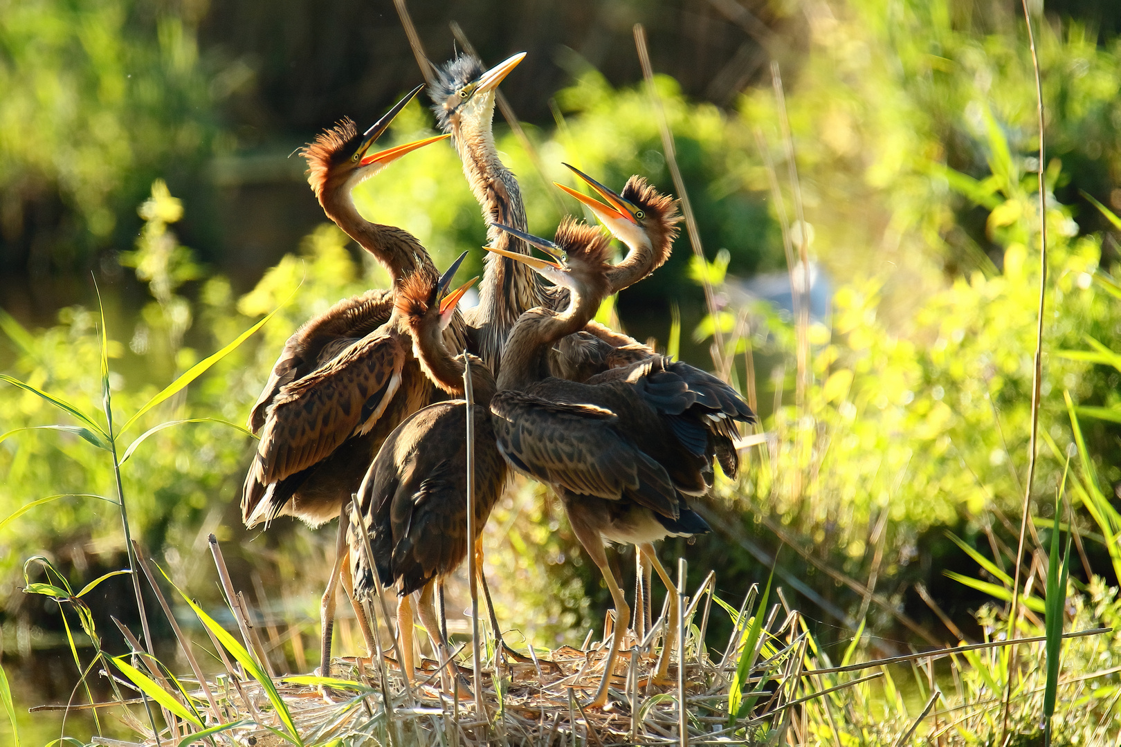 Purpurreiher am Nest