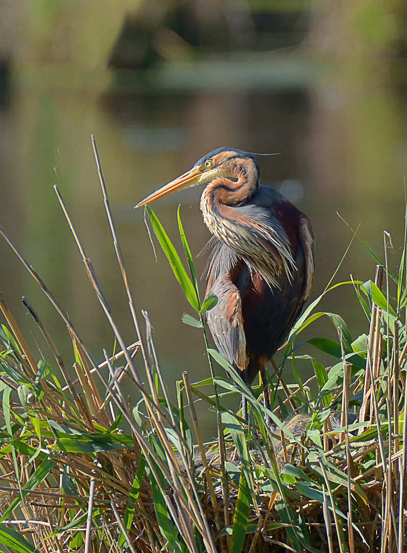 Purpurreiher am Nest