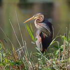 Purpurreiher am Nest