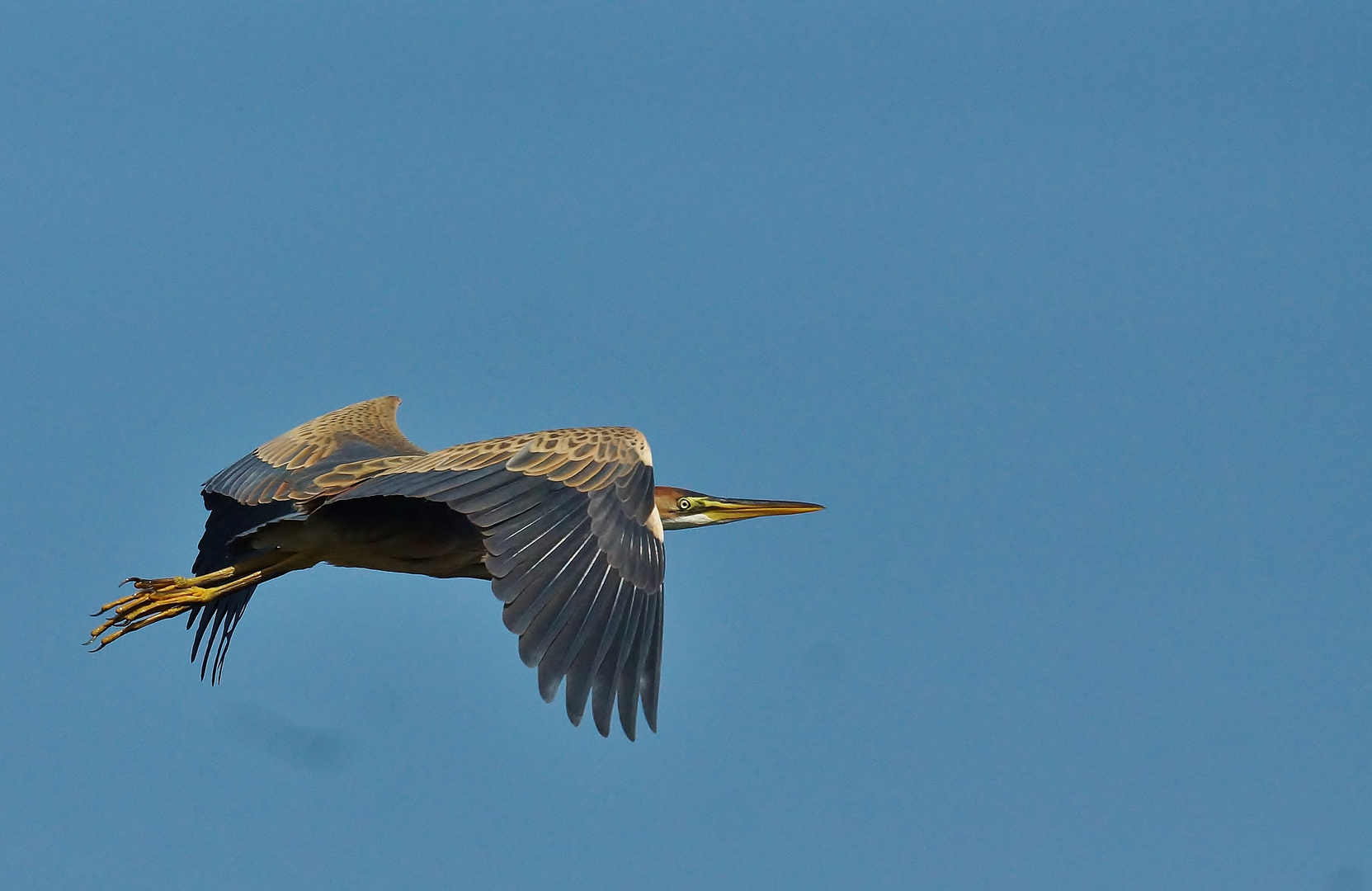 Purpurreiher am Neusiedler-see