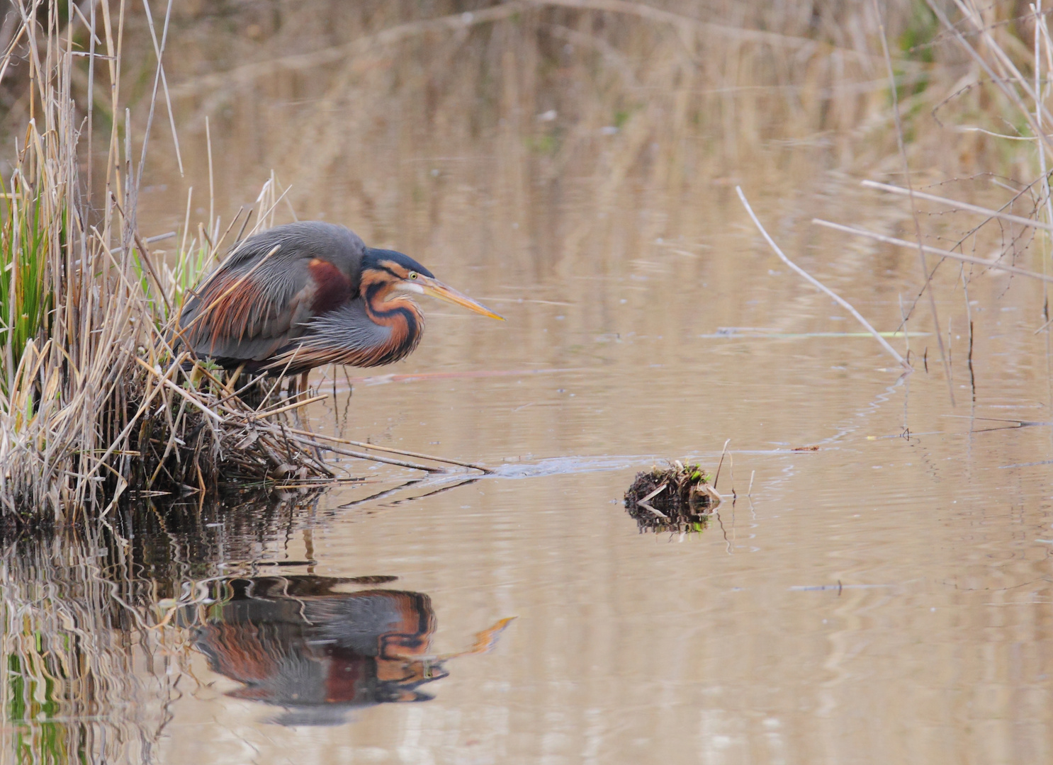 Purpurreiher am Wasser