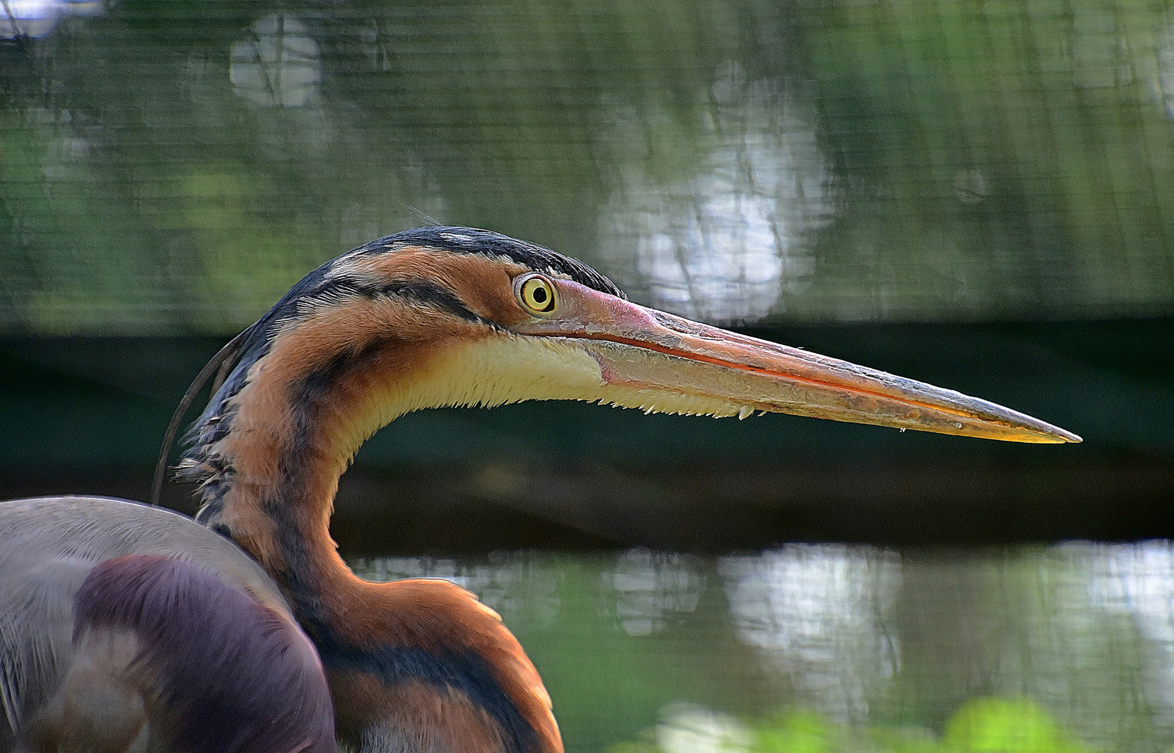 Purpurreiher (Ardea purpurea)