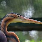 Purpurreiher (Ardea purpurea)