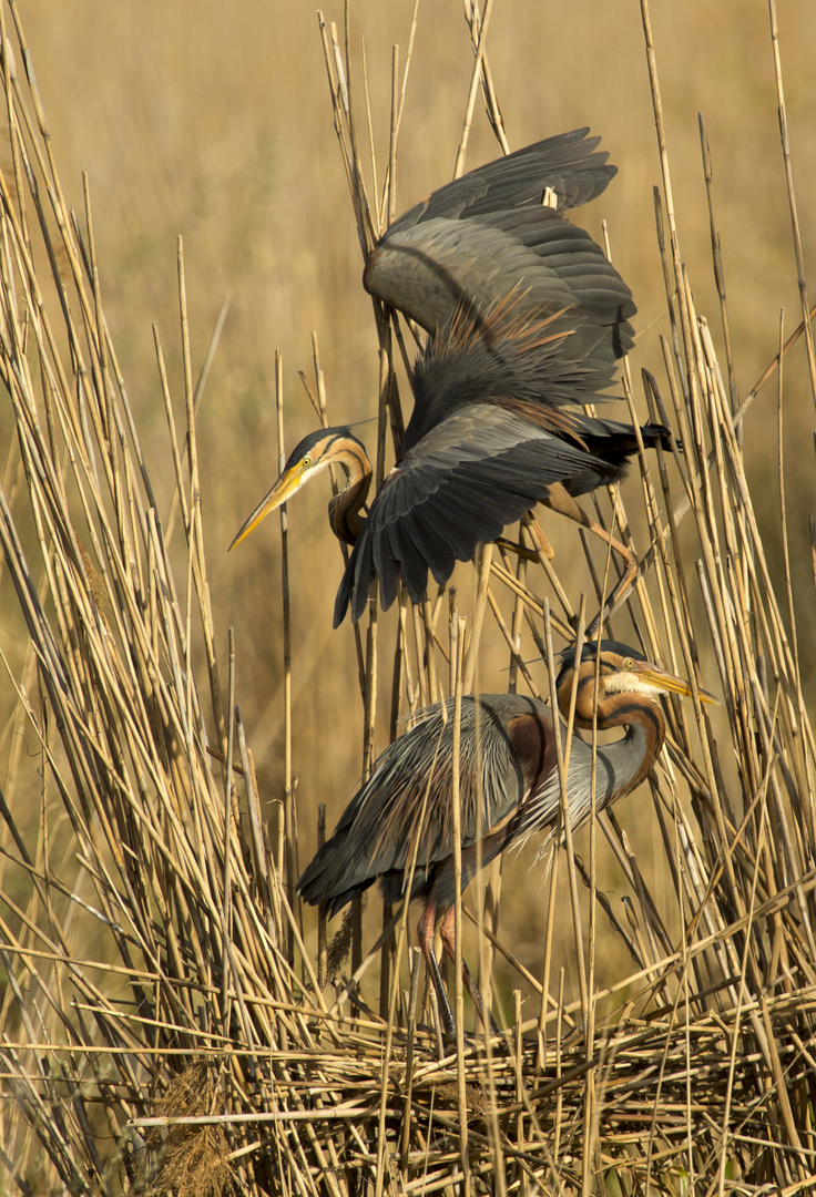 Purpurreiher (Ardea purpurea) 1