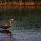 Purpurreiher, Ardea purpurea