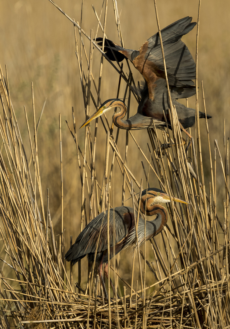 Purpurreiher (Ardea purpurea) 2