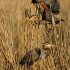 Purpurreiher (Ardea purpurea) 2