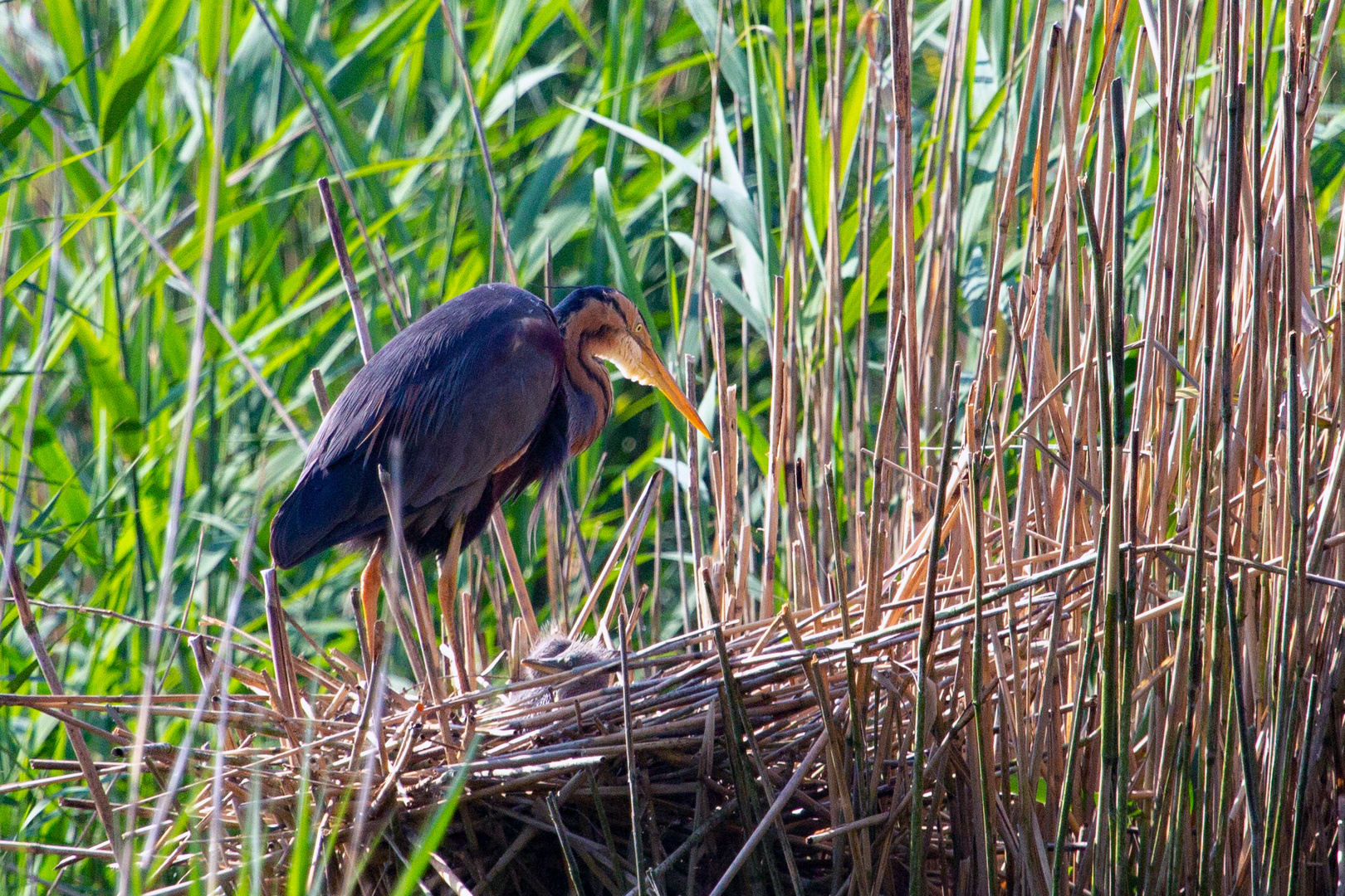 Purpurreiher (Ardea purpurea)