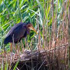 Purpurreiher (Ardea purpurea)