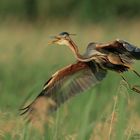 Purpurreiher (Ardea purpurea)