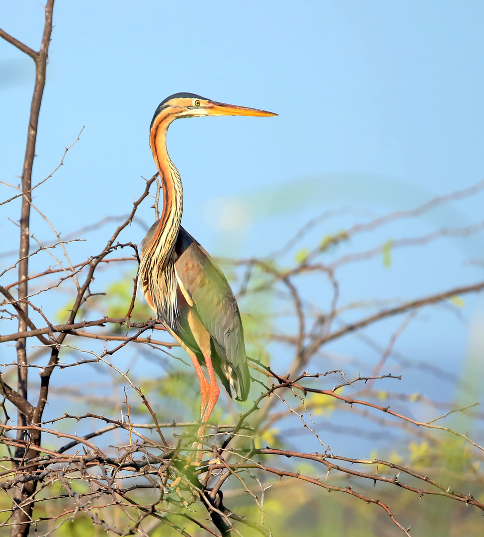 Purpurreiher (Ardea purpurea)