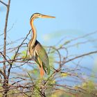 Purpurreiher (Ardea purpurea)