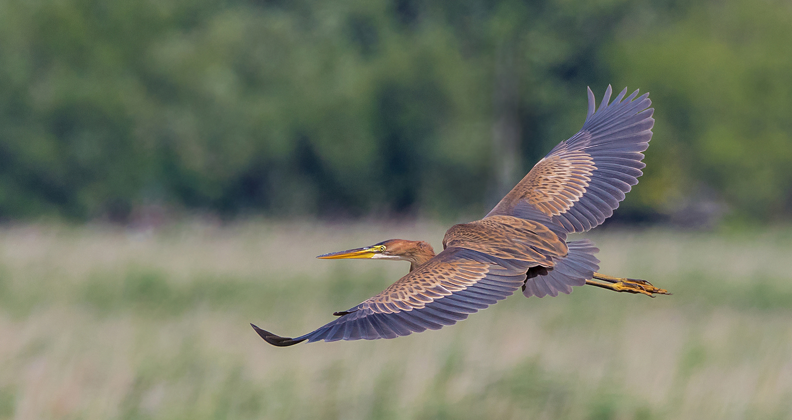 Purpurreiher (Ardea purpurea)