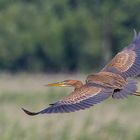 Purpurreiher (Ardea purpurea)