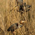 Purpurreiher (Ardea purpurea) 3