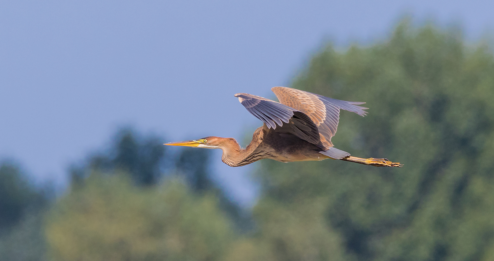 Purpurreiher (Ardea purpurea)