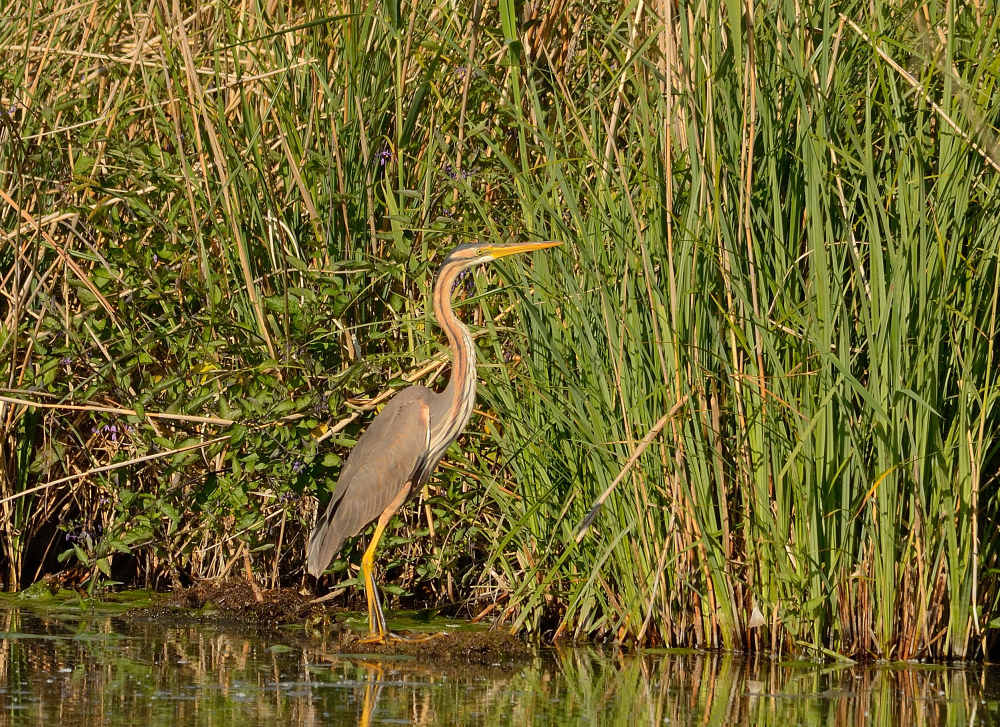 Purpurreiher (Ardea purpurea)