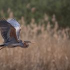  Purpurreiher (Ardea purpurea)