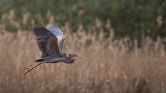  Purpurreiher (Ardea purpurea)