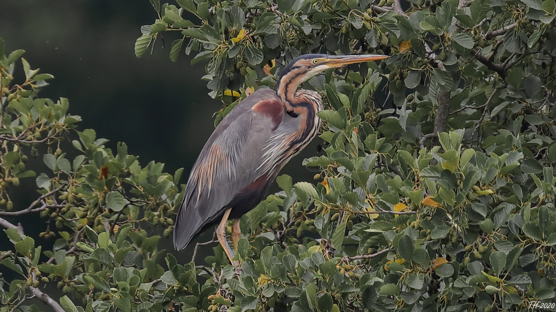 Purpurreiher (Ardea purpurea) 