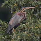 Purpurreiher (Ardea purpurea) 