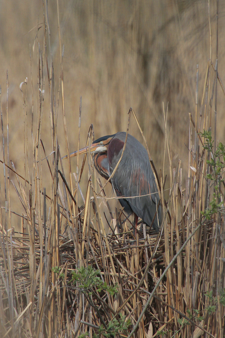 Purpurreiher (Ardea purpurea)