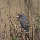 Purpurreiher (Ardea purpurea)