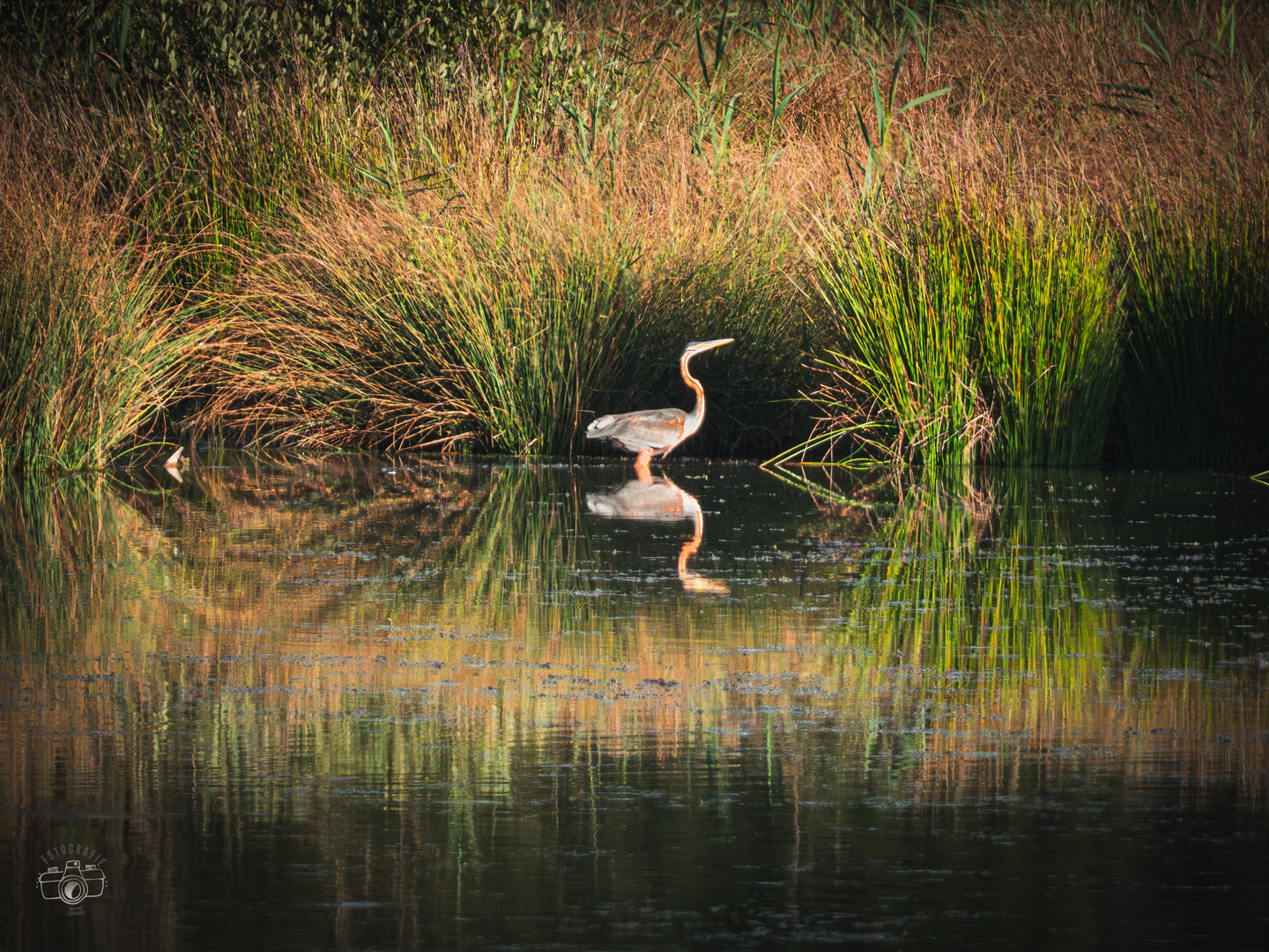 Purpurreiher (Ardea purpurea)