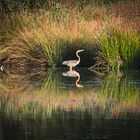 Purpurreiher (Ardea purpurea)