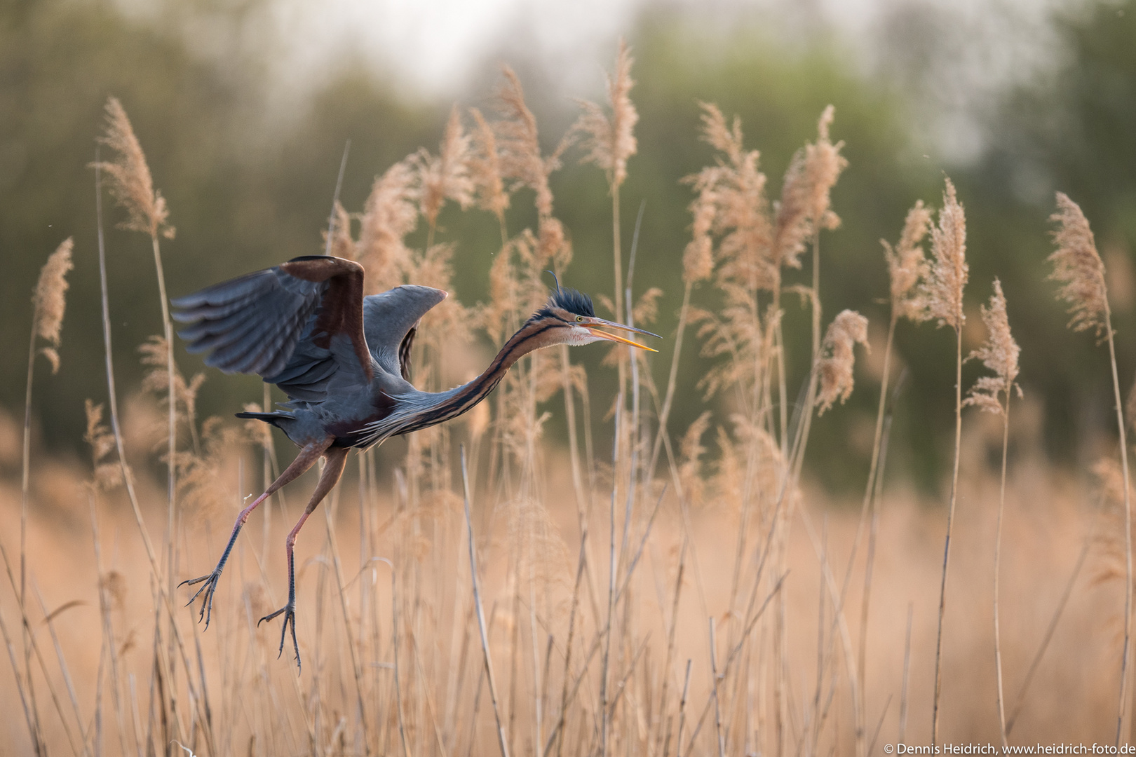 Purpurreiher (Ardea purpurea)