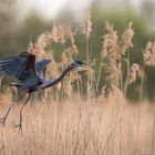 Purpurreiher (Ardea purpurea)