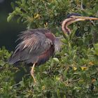 Purpurreiher (Ardea purpurea) 