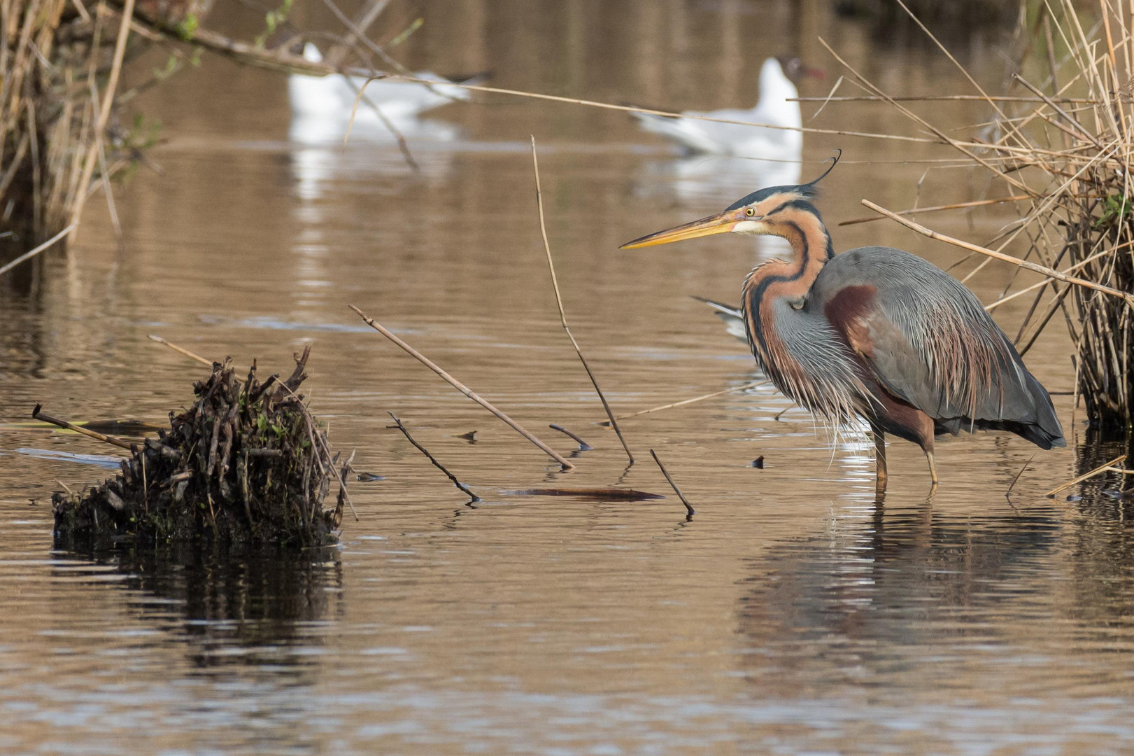 Purpurreiher (Ardea purpurea), Baden-Württemberg, Deutschland