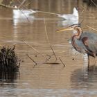 Purpurreiher (Ardea purpurea), Baden-Württemberg, Deutschland