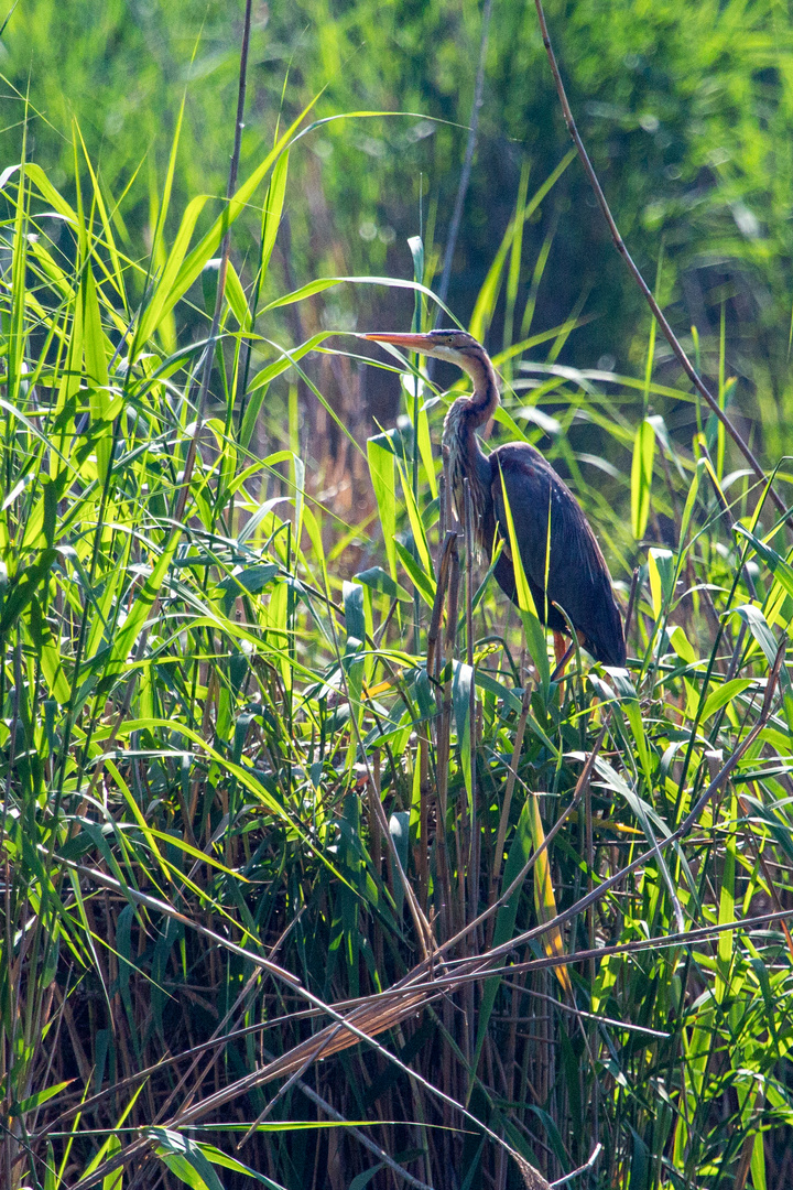 Purpurreiher (Ardea purpurea)