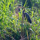 Purpurreiher (Ardea purpurea)