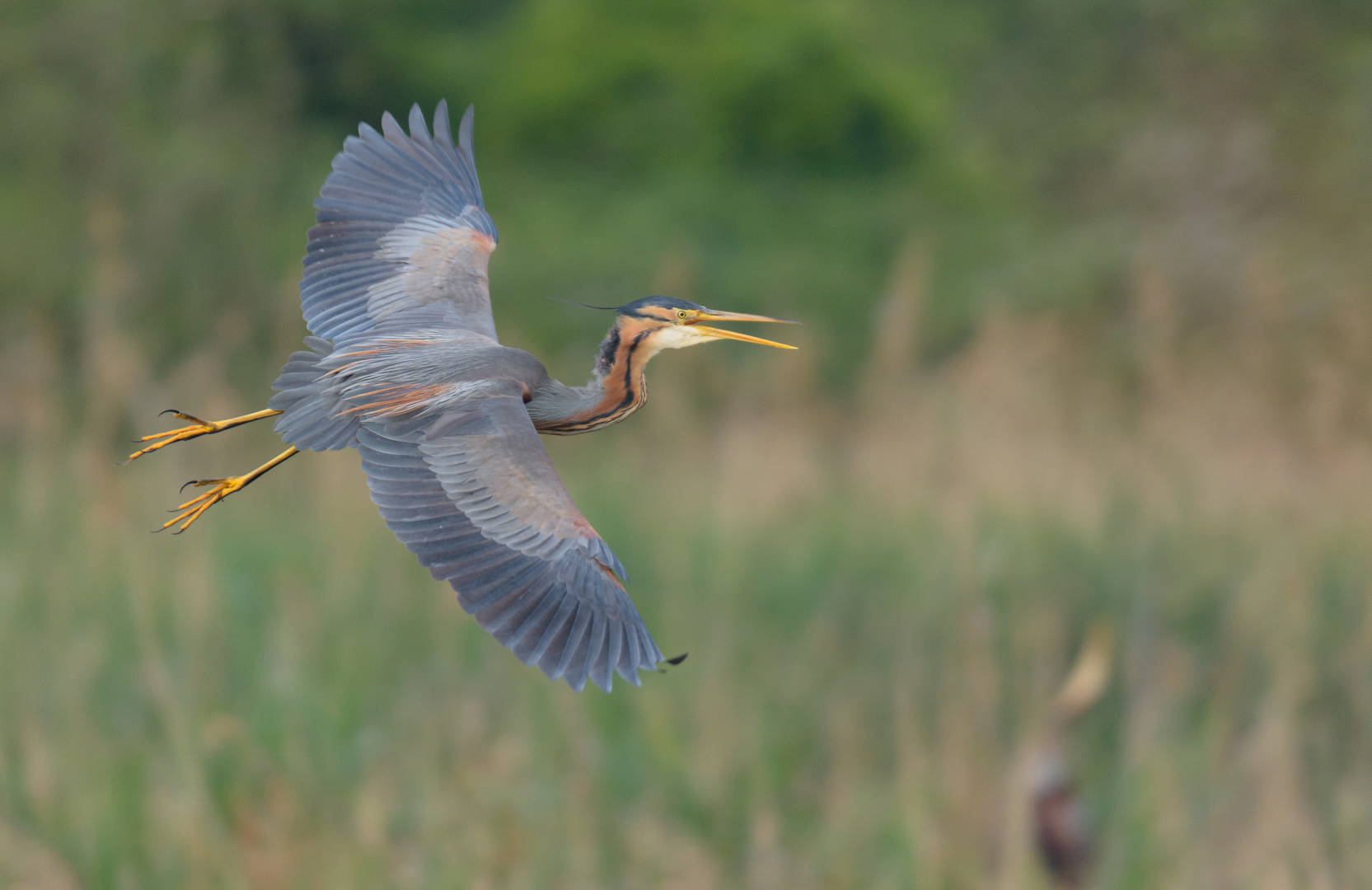 ~Purpurreiher (Ardea purpurea)~